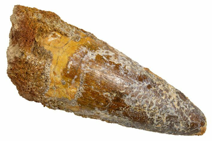 Fossil Spinosaurus Tooth - Real Dinosaur Tooth #326220
